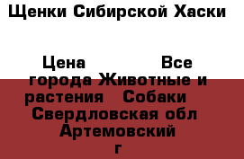 Щенки Сибирской Хаски › Цена ­ 20 000 - Все города Животные и растения » Собаки   . Свердловская обл.,Артемовский г.